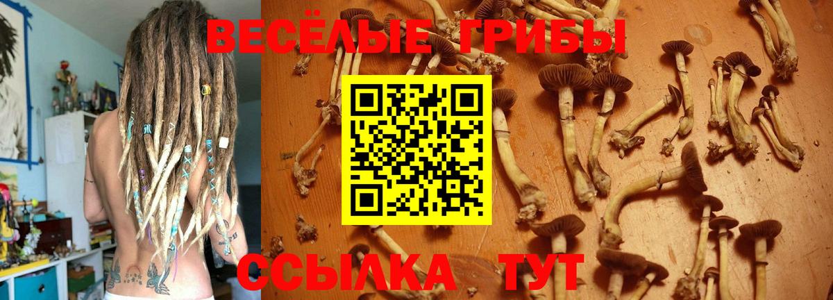 Галлюциногенные грибы Psilocybe Кисловодск